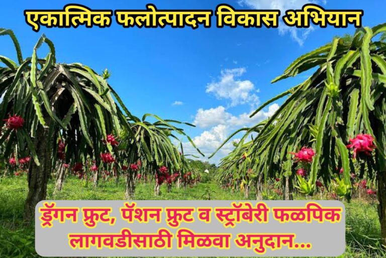 एकात्मिक फलोत्पादन विकास अभियानाअंतर्गत; ड्रॅगन फ्रुट, पॅशन फ्रुट आणि स्ट्रॉबेरी फळपिक लागवडीसाठी मिळणार अनुदान..|Integrated Horticulture Development Mission Subsidy