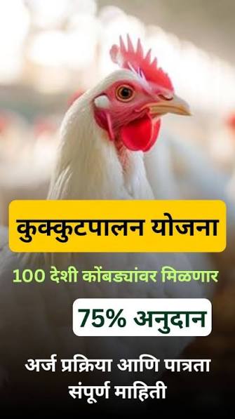 कुकुटपालन योजनेअंतर्गत पात्र लाभार्थ्यांना सरकारकडून कोंबडी पालनासाठी 75% अनुदान मिळणार